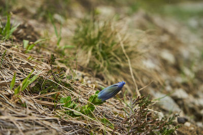 Bird perching on a field