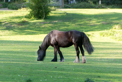 Side view of horse on field