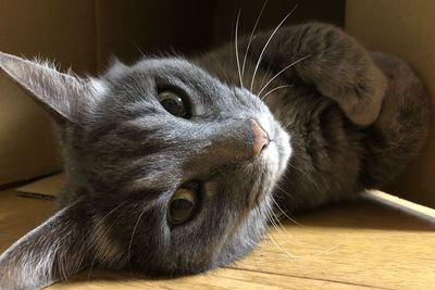 Close-up of cat lying on floor at home