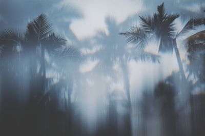 Close-up of palm trees against sky