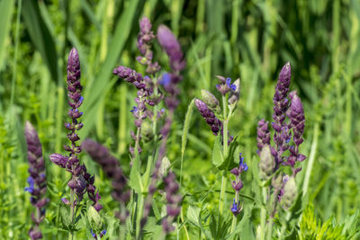 Close-up of purple flowering plants on field