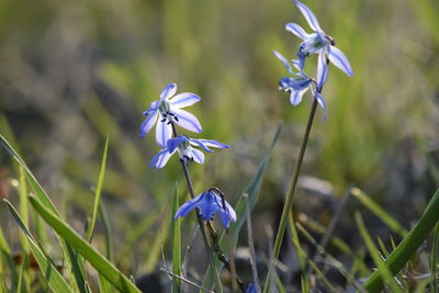 Close-up of purple flowering plant on field