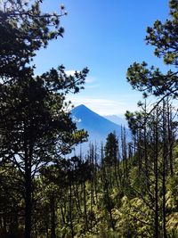 Trees against mountain