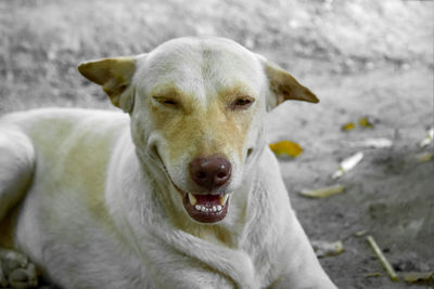 Portrait of dog relaxing outdoors