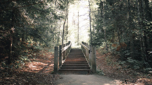 Staircase in forest