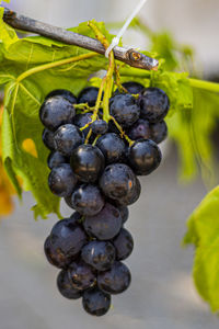 Close-up of grapes growing on plant