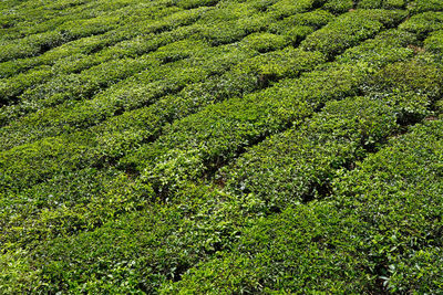 High angle view of corn field