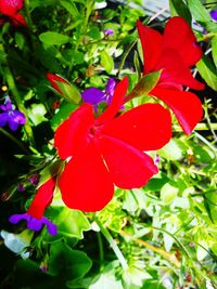 Close-up of red flower