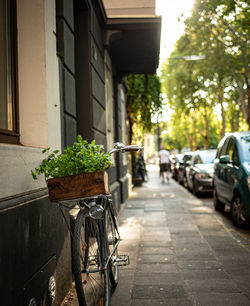 Potted plants on alley amidst buildings in city