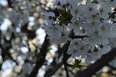 Close-up of tree branch