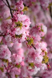 Pink flowers blooming on tree