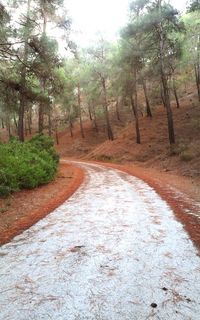 Road passing through forest