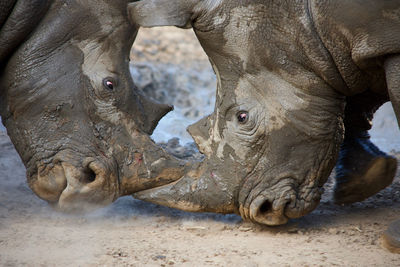 Close-up of elephant