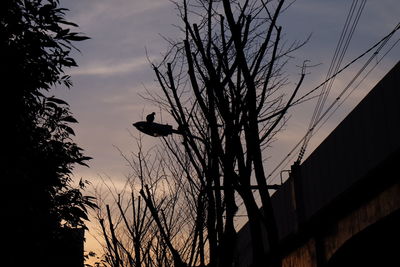 Low angle view of bare trees against sky