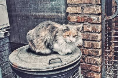 Portrait of a cat sitting on wall