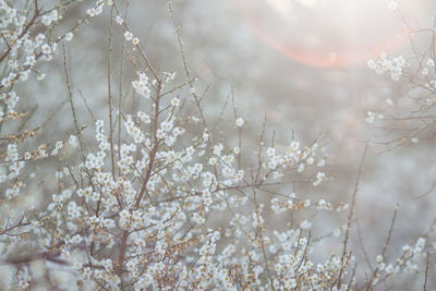 Close-up of snow on tree