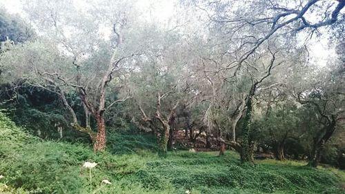 View of trees in forest