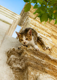 Low angle portrait of cat