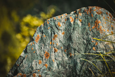 Close-up of lichen on tree trunk