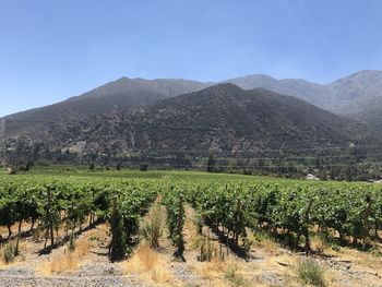 Scenic view of vineyard against mountains and sky