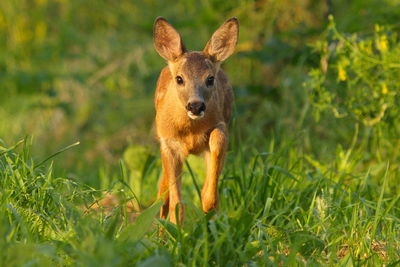 Portrait of roe deer walking on grassy field