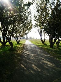 Road passing through forest