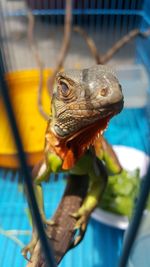 Close-up of lizard in cage