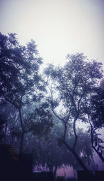 Low angle view of trees against sky