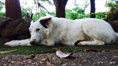 Close-up of dog lying down