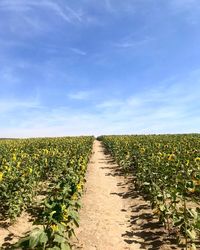 Plants growing on field against sky