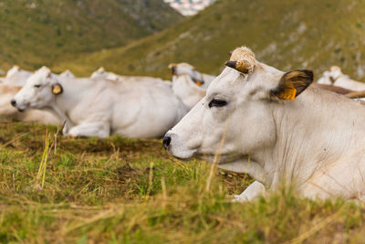 Cows resting on grassy field against hills