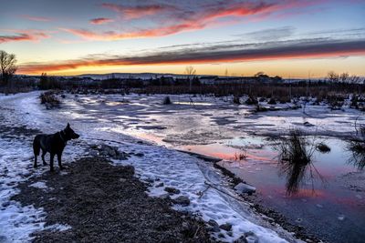 Dogs on snow covered landscape against sky during sunset