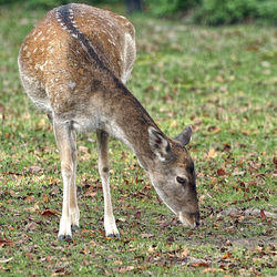 Side view of deer standing on land