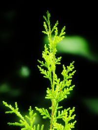 Close-up of fresh green plant against black background