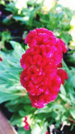 Close-up of pink flowers