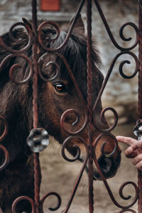 Close-up of a horse on metal fence