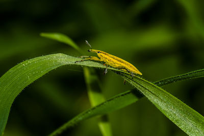 Close-up of insect on grass