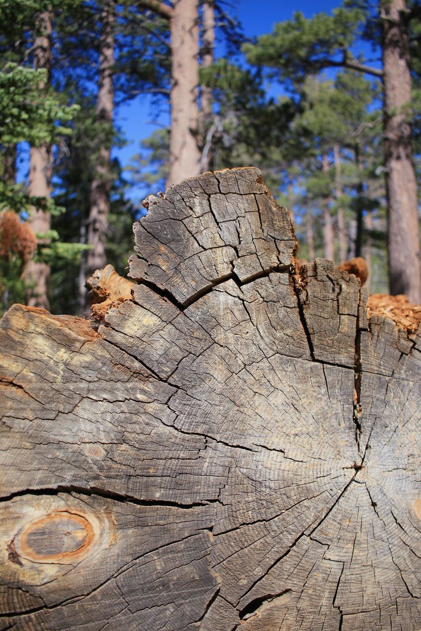 CLOSE-UP OF TREE BARK