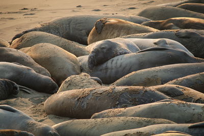 Close-up of seals on beach