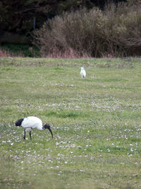 View of a bird on field