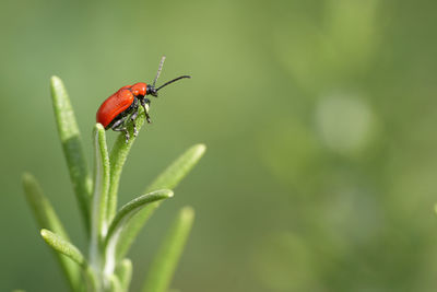 Close-up of insect on leaf