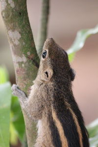 Close-up of squirrel