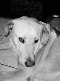 Close-up portrait of dog relaxing