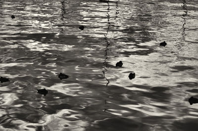 High angle view of ducks swimming in lake