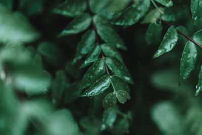 Full frame shot of green leaves