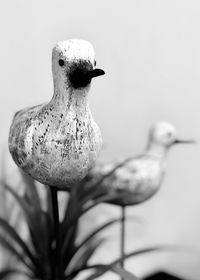 Close-up of bird perching outdoors