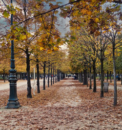 Trees in park during autumn