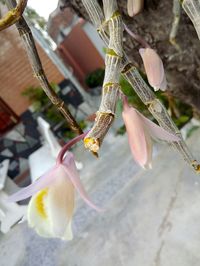 Close-up of butterflies on flower