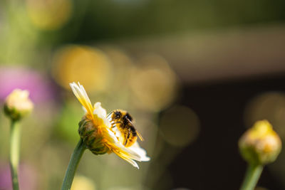 Close-up of bee pollinating on flower