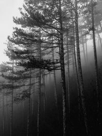 Pine trees in forest